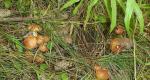 Northern summer resident - news, catalog, consultations Where to pick mushrooms by car