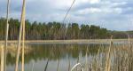 El lago de los cisnes ¿Qué tipo de peces puedes pescar?